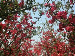 -武汉紫薇都市田园