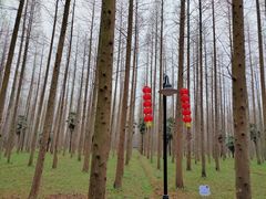 -东平国家森林公园