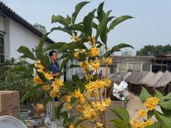 -苏州市吴中区光福窑上花果蜜饯厂