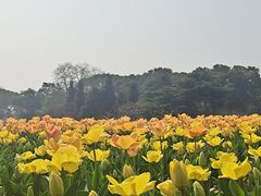 -无锡梅园公园