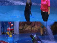 -烟台海昌鲸鲨海洋公园