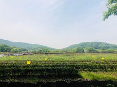 -龙井村