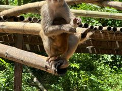 -西双版纳原始森林公园