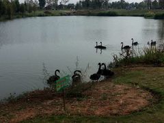 -瑶湖郊野森林公园