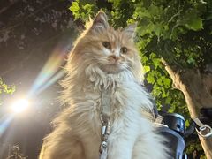 -BABIT巴比特宠物(MOMOPARK店)