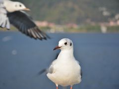 -大理洱海