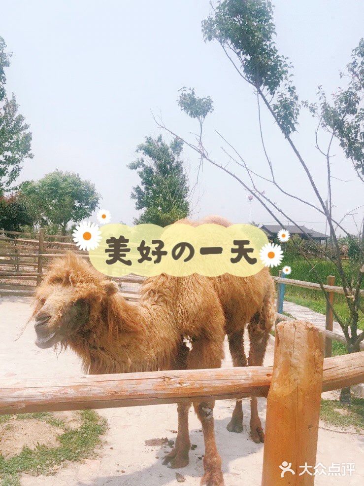 可爱的羊驼🦙在这边哦