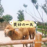 可爱的羊驼🦙在这边哦