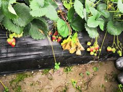 -胜丰草莓采摘园