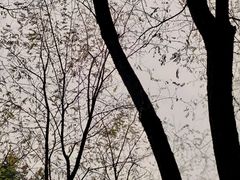 -神仙树公园
