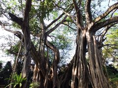 -瑞丽独树成林风景区