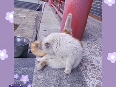 院子里的猫猫-山居书舍