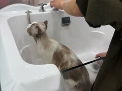 -爱洗澡的猫(望京店)
