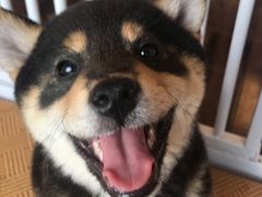 -豆柴町-柴犬主题狗咖(红鼎国际C座店)