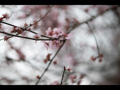 -秀丽东方