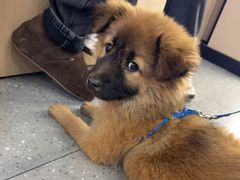 -瑞派伍一宠物医院·眼科·骨科·猫科转诊中心(马王堆院)