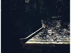 -西双版纳原始森林公园