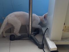 -瑞派福兴宠物医院犬猫全科·骨科·中西医结合(河东店)