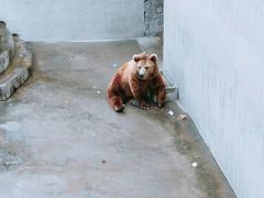 -保定市动物园
