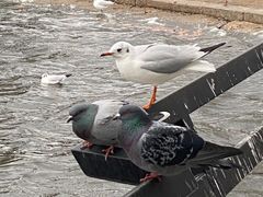 -海德公园