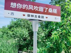 -御林古桑园