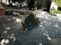 -瑞丽独树成林风景区