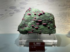 -甘肃地质博物馆