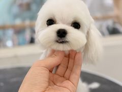 -BABYDOG宝贝狗宠物乐园(欧洲城店)