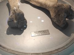 -中国地质大学逸夫博物馆