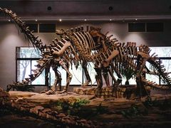 -自贡恐龙博物馆