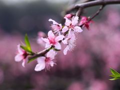 -南汇桃花村