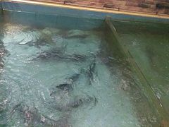 -醉美东江·三文鱼·烧鸡公