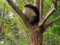 -成都大熊猫繁育研究基地