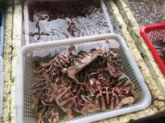 -外伶仃岛海鲜市场