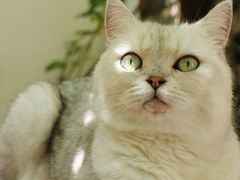 -喵屿·大理花园猫咖