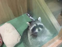 -藦茜花园宠物主题亲子互动体验馆(国顺东路店)