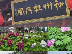 -神州牡丹园