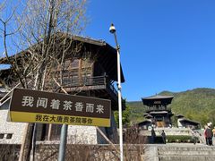 -大唐贡茶院