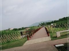 -西京湾花海