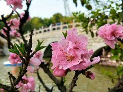 -南汇桃花村