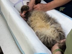 -瑞派宠物医院·犬猫全科·猫友好(宾水西道店)