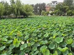 -南开大学(八里台校区)