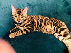 -猫大福·Fortune Cat猫舍(百子湾店)