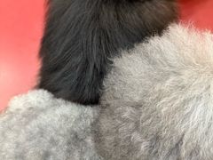 -和它·交个朋友·狗咖猫咖(爱琴海店)