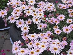 -瓦库茶馆17号(海汇港店)