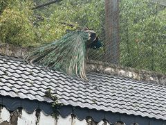 -黔灵山公园