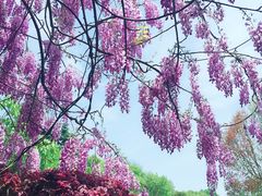 -上海植物园·停车场