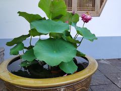 -龙华寺