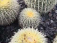 -墨尔本皇家植物园