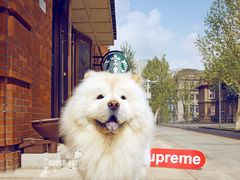 -超宠爱宠物摄影-Super pet